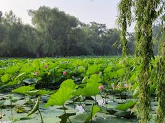 -北陵公园