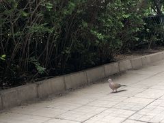 -北京赛佳动物医院