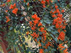 -天适樱花悠乐园