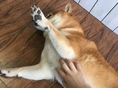 -喵的天空名猫咖啡馆·撸猫·猫舍·用品