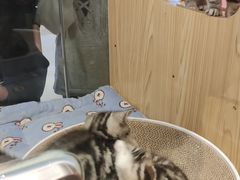 -屋虎猫馆(宝安大仟里店)