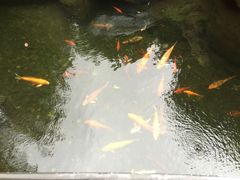 IMG_2036-上海浦东星河湾酒店
