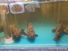 -金海湾海鲜总店