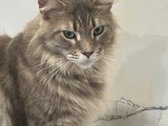 -楼上猫咖(罗湖店)