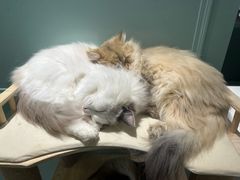 -安格丽娜·狗咖·猫咖羊驼咖(春熙路百盛商场店)