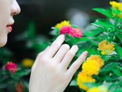 -泡桐树街