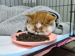 -特一安24小时宠物医院·骨科·中兽医
