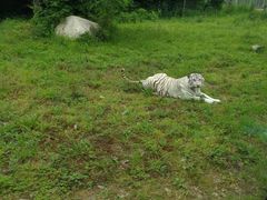 景点-西安秦岭野生动物园