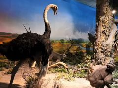 -国家自然博物馆