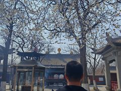 -护国法轮寺