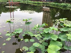 -陈家山荷花公园