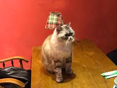 -猫色咖啡·猫咖
