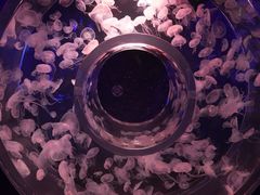 -暹罗海洋世界