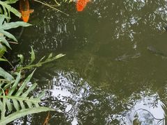-海南热带野生动植物园