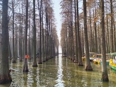-渌洋湖湿地公园