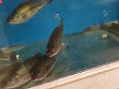 -红菜坊·烤鸭·川鲁宴(石园店)