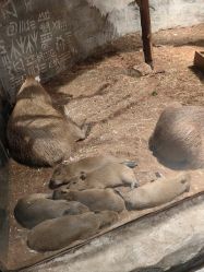 -Zoolung Zoolung动物主题公园(海信广场店)