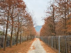 -小芝红树林