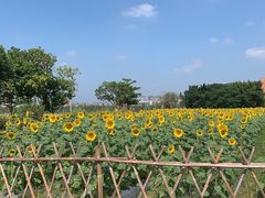 -光明小镇欢乐田园