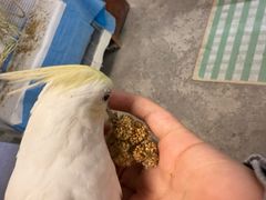 -吉丁鸟咖·异宠·寄养