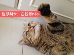 -艾贝尔宠物医院·狂犬免疫点(江山金象城店)