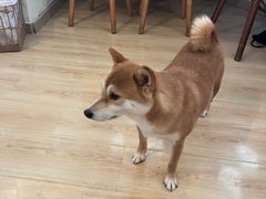 -柴の食堂·日式家庭料理·熊之肆(大学路店)