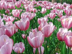 -酸婆娘江湖川菜(紫竹路店)