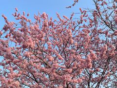 -东湖磨山景区樱花园-停车场