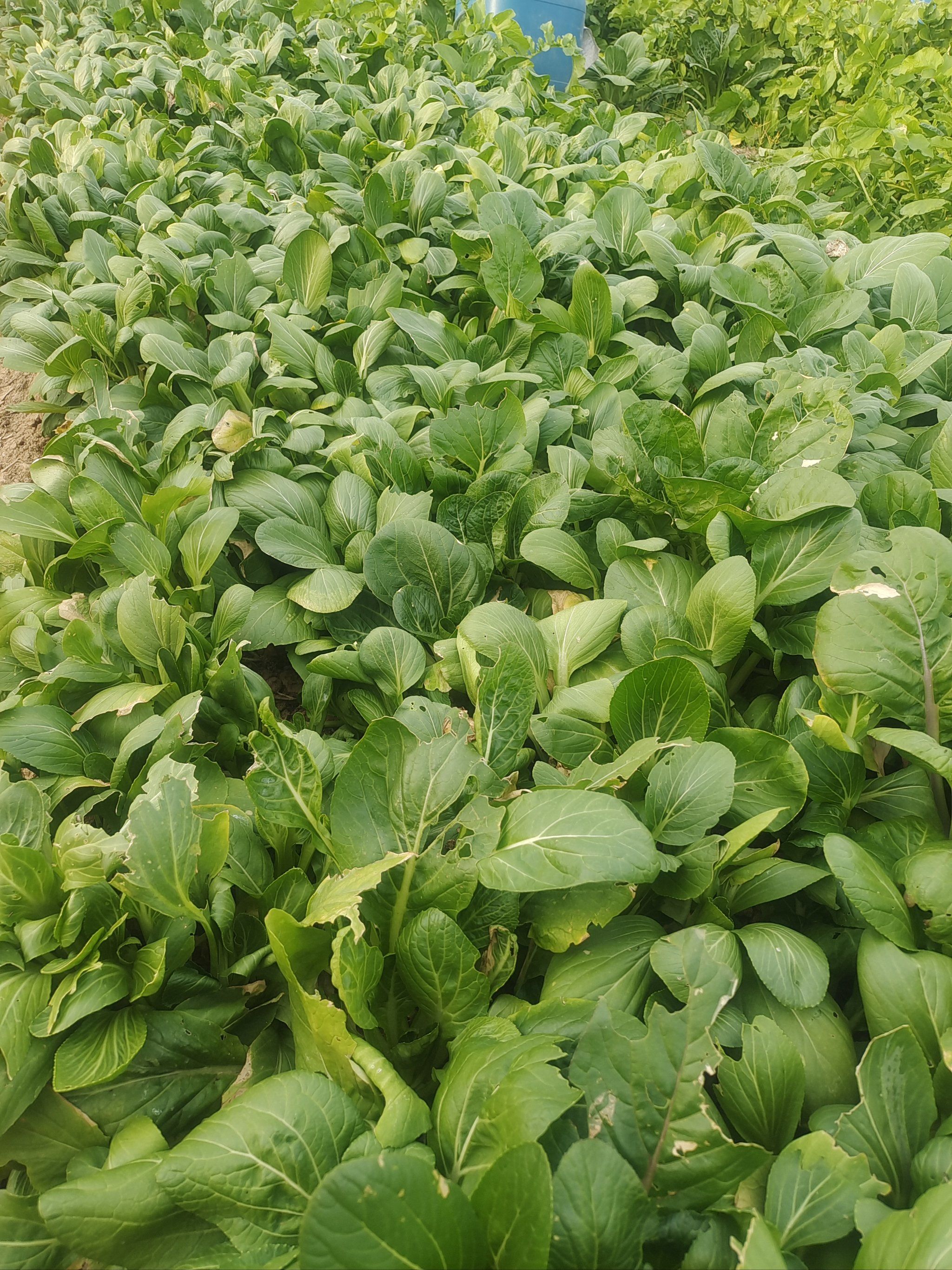 绿油油的小青菜