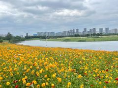 -洋湖国家湿地公园