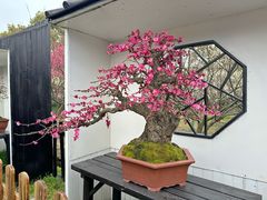 -香雪海