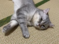 -宠爱国际动物医院· 猫科· 外科·中兽医(长白店)