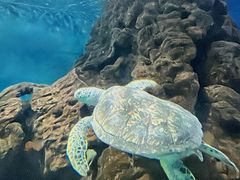 -上海海洋水族馆