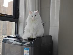 -pd派德宠物中心医院24H急重症·眼科中心·血液透析中心(嵩山北路店)