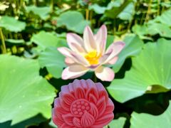 -荷花大观园