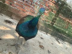 -北京鹿世界主题园