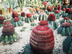 -深圳仙湖植物园