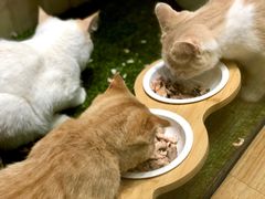 -藏猫猫咖啡主题馆(中央大道店)