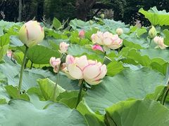 -陈家山荷花公园