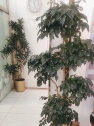 -紫洁俪方（北京）医疗美容