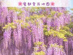 -嘉定紫藤园