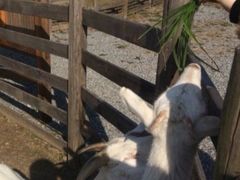 -前小桔亲子创意农场·草莓采摘·露营烧烤