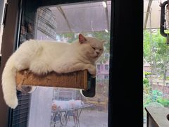 -这儿没有猫·猫咖萌宠馆·撸猫