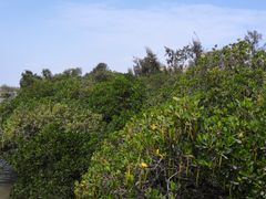 -宝安西湾红树林湿地公园