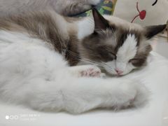 -糯米喵星人·撸猫猫舍咖啡馆(西市场嘉华店)