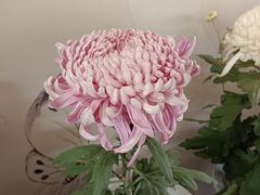 -杭州植物园