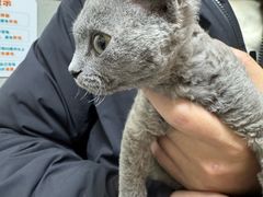 -谐和益家动物医院·免疫绝育·血液透析·宠保定点医院(高新伊藤分院)