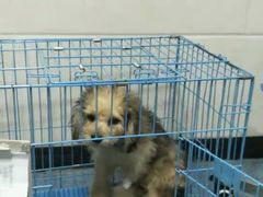 -芭比堂爱心动物医院(柯桥康爱分院)