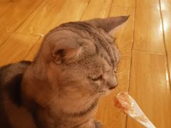 -Cappucimeow猫咪咖啡馆(韦伯时代店)