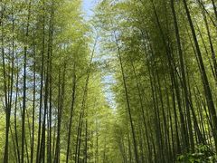 -秦岭风景区